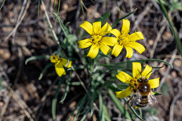 bee on yellow flower