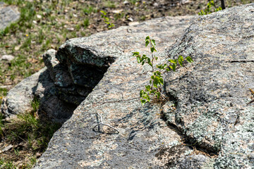 lizard on rock