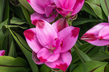 Wild Turmeric flowers. Pink turmeric flower has many kinds of essential oils. Curcuma longa plant