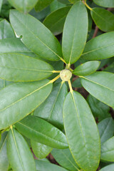 Large Green Leaves of bushes