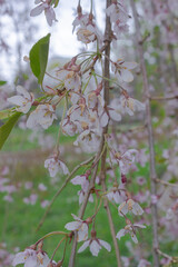 pink flowers on a tree branch in the garden