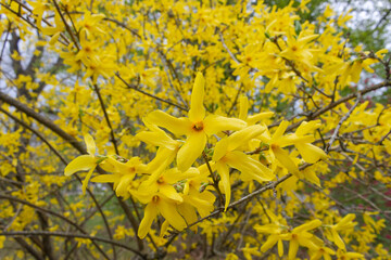 yellow flowers on the tree