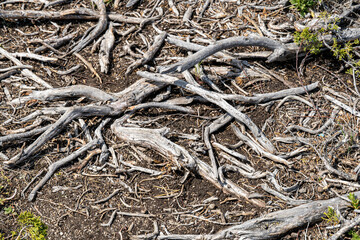 root of tree