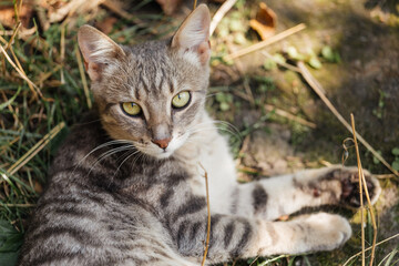 Naklejka na ściany i meble Brown striped cat with bright eyes closeup, sunlight 