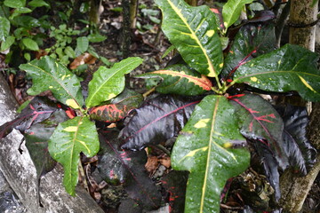 Garden crotons © Claire