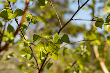 buds of a tree