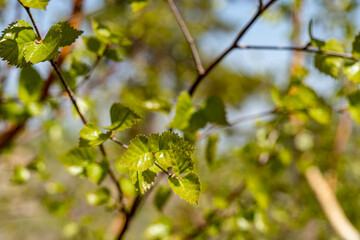 buds of a tree