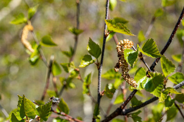 buds of a tree