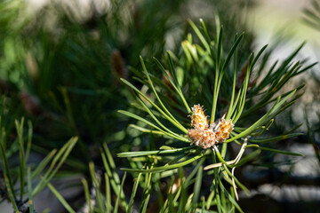 close up of pine needles