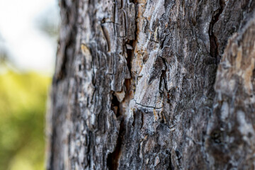 bark of a tree