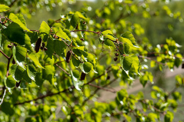 green leaves in the garden