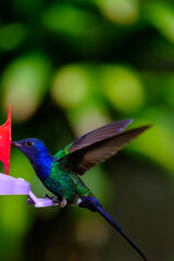 hummingbird in flight