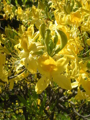 żółte kwiaty na krzewie - obrazy, fototapety, plakaty