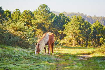 Horses grazing on meadow in Basque Country, Spain