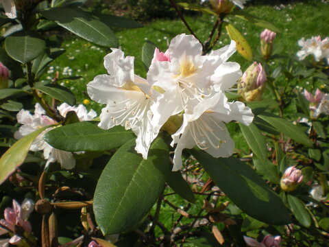rododendron w ogrodzie w parku 