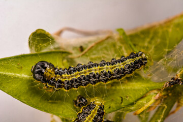 Cydalima perspectalis - the box tree caterpillar