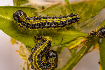 Cydalima perspectalis - the box tree caterpillar