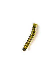 Cydalima perspectalis - the box tree caterpillar