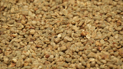 Arabica coffee beans being dried