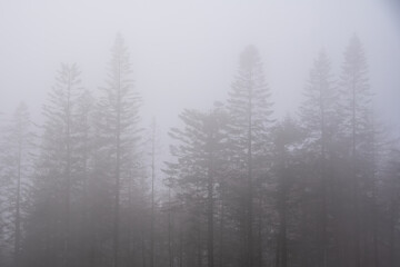 Fototapeta na wymiar Beautiful dramatic atmospheric landscape image of foggy Autumn Fall forest at dawn