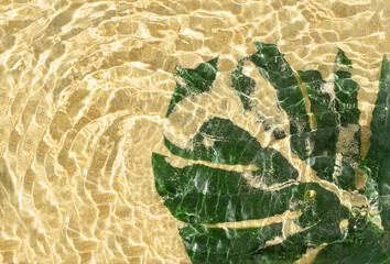 Spring or summertime idea made of monstera leaf in sea sand under clear water. Minimal spa...