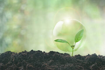 Plant seedling new life