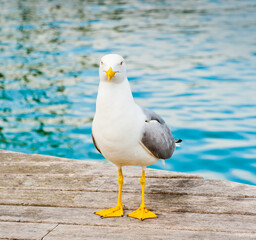 Birds. Seagull on a wooden pier close to the water in sunny day