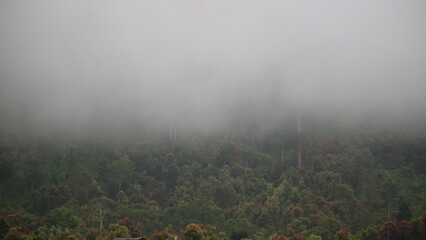 cinnamon forest partially covered by morning clouds
