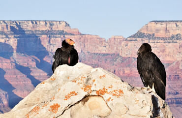 2 California Condors sitting on rock