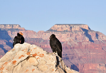 California Condors at Grand Canyon National Park