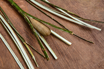 Process of willow sticks preparation for basket weaving