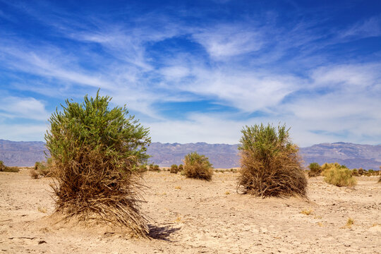 Arrow weed, pluchea sericea, growing in the Devil's Cornfield, Death Valley National Park, California, USA