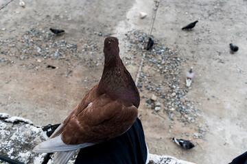 pigeon on the beach