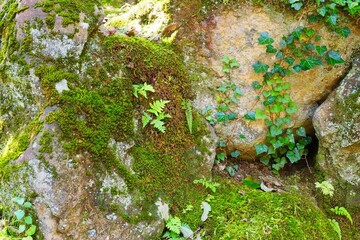 岩に生える蔦と苔とシダ