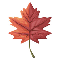 red maple leaf