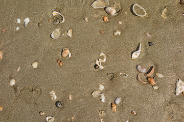 Fototapeta na wymiar coquillages sur la plage