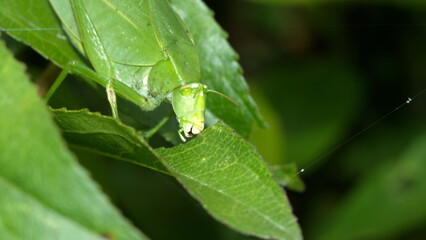 Close up of a katydid on a leaf in a field in Cotacachi, Ecuador