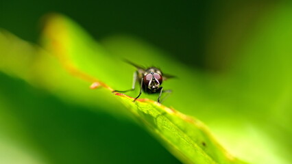Fly on a leaf in a field in Cotacachi, Ecuador
