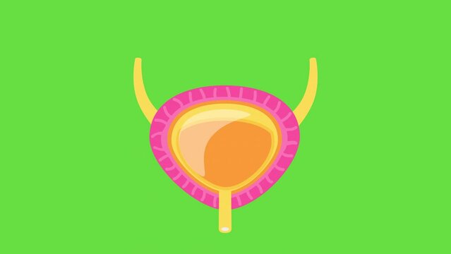 4k video of cartoon bladder on green background.