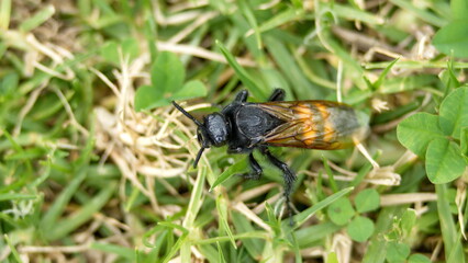 Wasp in the grass in a field in Cotacachi, Ecuador