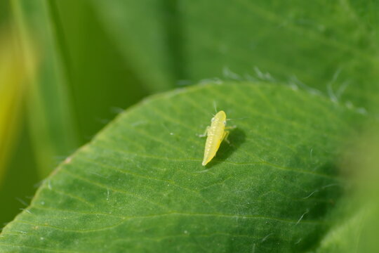 Yellow leafhopper on a leaf in a field in Cotacachi, Ecuador