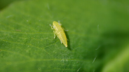 Yellow leafhopper on a leaf in a field in Cotacachi, Ecuador