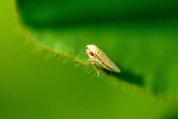 Leafhopper on a leaf in a field in Cotacachi, Ecuador