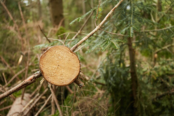 A felled tree in the forest. Tree in section
