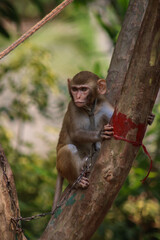 Cute Monkey in Village tree
