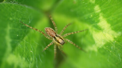 Small wolf spider on a leaf in a field in Cotacachi, Ecuador