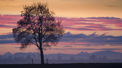 Tree in fron of mountains at sunrise