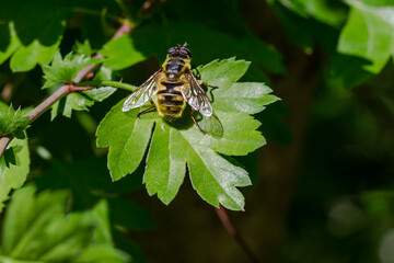 Macro photo of a bee perched on a green leaf. macro photo of insects