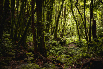 forest in the morning