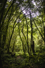 Naklejka premium forest in the morning